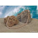 Collier de perles d'eau douce  45 cm, 7.5-8 mm AA+, rose Pêche
